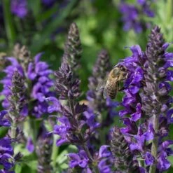 May Night Salvia 9 May Night Salvia -Sosoli Plant Shop may night savlia bee