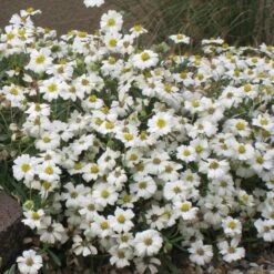 Blackfoot Daisy (Melampodium) -Sosoli Plant Shop melampodium leucanthemum 82609 1