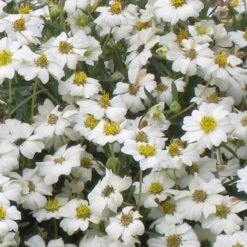 Blackfoot Daisy (Melampodium) -Sosoli Plant Shop melampodium leucanthemum close up 1