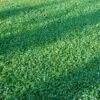 Microclover Seed (Pelleted) -Sosoli Plant Shop microclover seed lawn 1