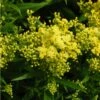 Little Lemon Goldenrod (Solidago) -Sosoli Plant Shop mike davy solidago little lemon goldenrod 1 1