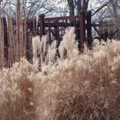 Gracillimus Miscanthus Grass -Sosoli Plant Shop miscanthus ornamental grass winter