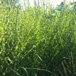 Gold Breeze Miscanthus Grass -Sosoli Plant Shop miscanthus gold breeze 2 cropped