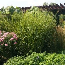 Gold Breeze Miscanthus Grass -Sosoli Plant Shop miscanthus gold breeze 3 cropped