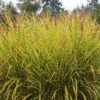 Gold Breeze Miscanthus Grass 1 Gold Breeze Miscanthus Grass -Sosoli Plant Shop miscanthus goldbreeze sbn 01 cropped