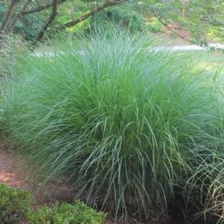Gracillimus Miscanthus Grass -Sosoli Plant Shop miscanthus gracillimus hni 02 cropped