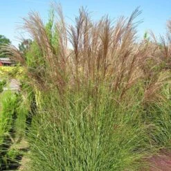 Gracillimus Miscanthus Grass -Sosoli Plant Shop miscanthus gracillimus hni 03 cropped
