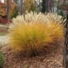Gracillimus Miscanthus Grass -Sosoli Plant Shop miscanthus gracillimus hni cropped