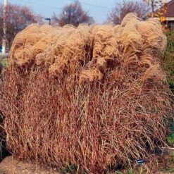 Gracillimus Miscanthus Grass -Sosoli Plant Shop miscanthus gracillimus walters gardens cropped