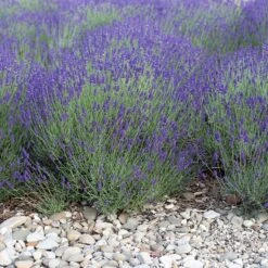 Mitcham Gray English Lavender -Sosoli Plant Shop mitcham gray english lavender 1