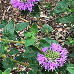 Russian River Coyote Mint (Monardella) -Sosoli Plant Shop mmonardella villosa russian river david cropped