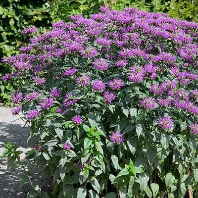 Blue Stocking Bee Balm 4 Blue Stocking Bee Balm - Image 2