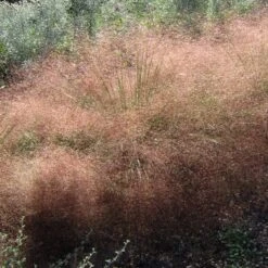 Undaunted® Ruby Muhly Grass 8 Undaunted® Ruby Muhly Grass -Sosoli Plant Shop muhlenbergia reverchonii 3