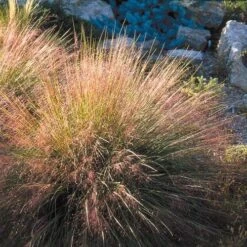 Undaunted® Ruby Muhly Grass 9 Undaunted® Ruby Muhly Grass -Sosoli Plant Shop muhlenbergia reverchon 71138 1 web 4