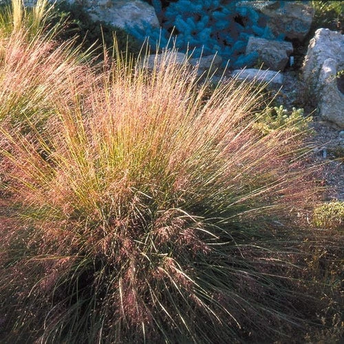 Undaunted® Ruby Muhly Grass 6 Undaunted® Ruby Muhly Grass - Image 4