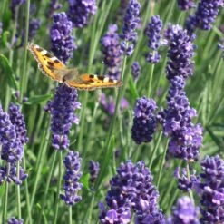 Munstead Violet English Lavender -Sosoli Plant Shop munstead violet english lavender meadow pollinator