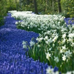 Thalia Daffodil -Sosoli Plant Shop narcissus thalia muscari armen 2