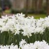 Thalia Daffodil -Sosoli Plant Shop narcissus thalia with hyacinth
