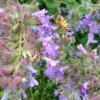 Select Blue Nepeta -Sosoli Plant Shop nepeta faassenii select blue customer photo cropped 19