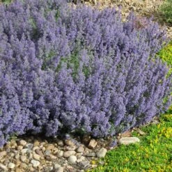Select Blue Nepeta -Sosoli Plant Shop nepeta faassenii select blue delosperma nubiginum