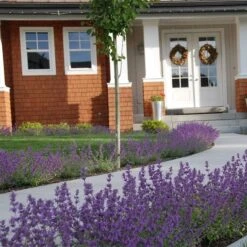 Little Trudy® Nepeta -Sosoli Plant Shop nepeta little trudy catmint must credit plant select 1