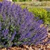 Walker's Deep Blue Nepeta -Sosoli Plant Shop nepeta walkers dark blue 4 cc cropped 1