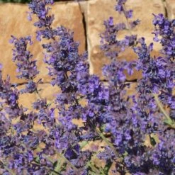 Walker's Deep Blue Nepeta -Sosoli Plant Shop nepeta walkers dark blue close up of flwr cropped