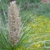 Green's Beargrass (Nolina) -Sosoli Plant Shop nolina texana in bloom delosperma nubigenum