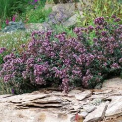 Rotkugel Ornamental Oregano 13 Rotkugel Ornamental Oregano -Sosoli Plant Shop origanum rotkugel 1 cropped web