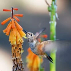 Dwarf Red Hot Poker -Sosoli Plant Shop pam koch hummingbird and kniphofia az