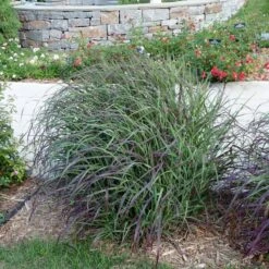 Ruby Ribbons® Prairie Switchgrass -Sosoli Plant Shop panicum virgatum ruby ribbons switchgrass 6 1