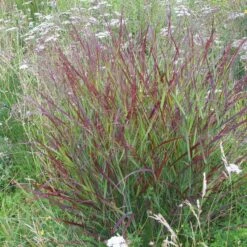 Shenandoah Switch Grass -Sosoli Plant Shop panicum shenandoah hni 01 cropped