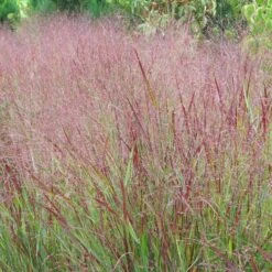 Shenandoah Switch Grass -Sosoli Plant Shop panicum shenandoah hni 1 cropped