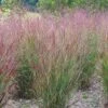 Shenandoah Switch Grass 2 Shenandoah Switch Grass -Sosoli Plant Shop panicum shenandoah hni cropped