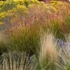 Ruby Ribbons® Prairie Switchgrass -Sosoli Plant Shop panicum virgatum ruby ribbons
