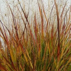 Ruby Ribbons® Prairie Switchgrass -Sosoli Plant Shop panicum virgatum ruby ribbons 1 1