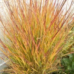Ruby Ribbons® Prairie Switchgrass -Sosoli Plant Shop panicum virgatum ruby ribbons 2 1