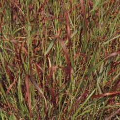 Shenandoah Switch Grass -Sosoli Plant Shop panicum virgatum shenandoah 74540 web 2 1