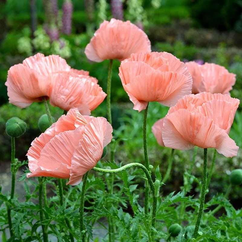 Princess Louise Oriental Poppy 6 Princess Louise Oriental Poppy - Image 4