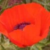 Brilliant Oriental Poppy -Sosoli Plant Shop papaver brilliant andrea ogden web 1 1
