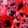 Fruit Punch Oriental Poppy -Sosoli Plant Shop papaver fruit punch oriental poppy 1
