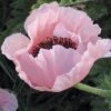 Coral Reef Oriental Poppy 1 Coral Reef Oriental Poppy -Sosoli Plant Shop papaver orientale coral reef