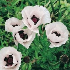 Royal Wedding Oriental Poppy -Sosoli Plant Shop papaver orientale royal wedding 1