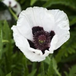 Royal Wedding Oriental Poppy -Sosoli Plant Shop papaver royal wedding walters gardens cropped