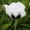 Royal Wedding Oriental Poppy -Sosoli Plant Shop papaver royal wedding walters gardens cropped 2