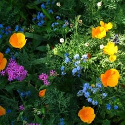Partial Shade Wildflower Seed Mix -Sosoli Plant Shop partial shade wildflower mix 1