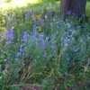 Partial Shade Wildflower Seed Mix -Sosoli Plant Shop partialshademix 2