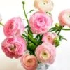 Pastel Ranunculus Mix 1 Pastel Ranunculus Mix -Sosoli Plant Shop pastel ranunculus mix vase pink peach white
