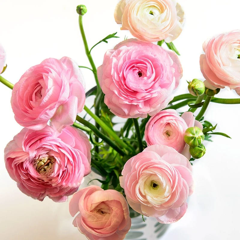 Pastel Ranunculus Mix 3 Pastel Ranunculus Mix