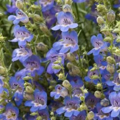 Blue Lips Penstemon -Sosoli Plant Shop penstemon blue lips beardtongue